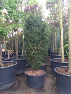 Taxus (Taxus Media 'Hicksii') 22 Taxus (Taxus Media 'Hicksii') -Exporteren Groei Planten Winkel taxus hicksii 1 1
