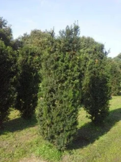 Taxus (Taxus Media 'Hicksii') 14 Taxus (Taxus Media 'Hicksii') -Exporteren Groei Planten Winkel taxus hicksii 200 225 1 1