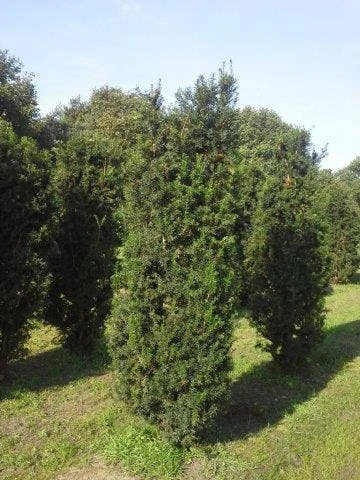 Taxus (Taxus Media 'Hicksii') 3 Taxus (Taxus Media 'Hicksii') - Afbeelding 3