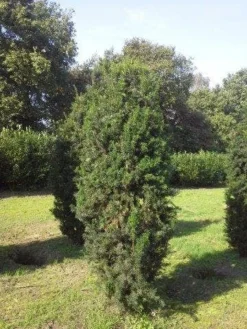 Taxus (Taxus Media 'Hicksii') 15 Taxus (Taxus Media 'Hicksii') -Exporteren Groei Planten Winkel taxus hicksii 275 300 1