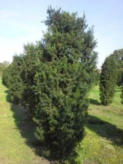 Taxus (Taxus Media 'Hicksii') 16 Taxus (Taxus Media 'Hicksii') -Exporteren Groei Planten Winkel taxus hicksii 275 300 1 1