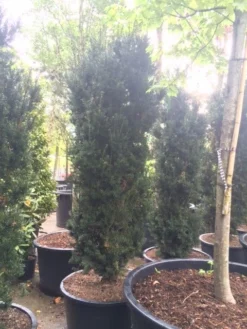 Taxus (Taxus Media 'Hicksii') 21 Taxus (Taxus Media 'Hicksii') -Exporteren Groei Planten Winkel taxus hicksii 2