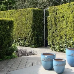 Taxus (Taxus Media 'Hicksii') 23 Taxus (Taxus Media 'Hicksii') -Exporteren Groei Planten Winkel taxus media hicksii