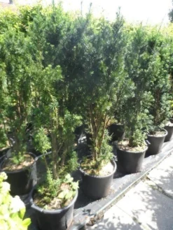 Taxus (Taxus Media 'Hicksii') 19 Taxus (Taxus Media 'Hicksii') -Exporteren Groei Planten Winkel taxus media hicksii 120 140 c35 1