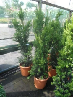 Taxus (Taxus Media 'Hicksii') 20 Taxus (Taxus Media 'Hicksii') -Exporteren Groei Planten Winkel taxus media hicksii 60 80 100 c7 10