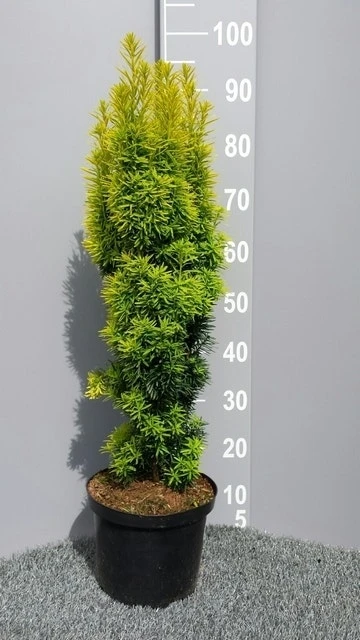Gele Venijnboom (Taxus Baccata 'David') 4 Gele Venijnboom (Taxus Baccata 'David') - Afbeelding 4