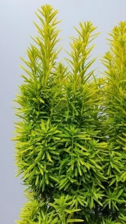 Gele Venijnboom (Taxus Baccata 'David') 9 Gele Venijnboom (Taxus Baccata 'David') -Exporteren Groei Planten Winkel taxusdavid02