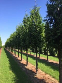 Exporteren Groei Planten Winkel -Exporteren Groei Planten Winkel thuja 30 40 2