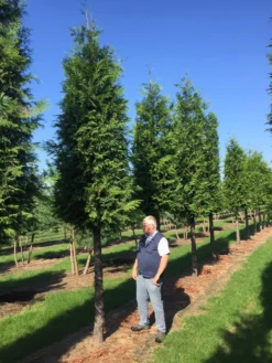 Haagconifeer Op Stam (Thuja Plicata 'Excelsa') -Exporteren Groei Planten Winkel thuja 3035 2