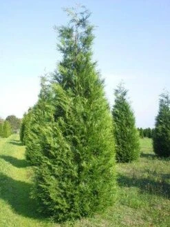Exporteren Groei Planten Winkel -Exporteren Groei Planten Winkel thuja atrovirens 400 450 1
