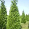 Levensboom (Thuja Plicata 'Atrovirens')