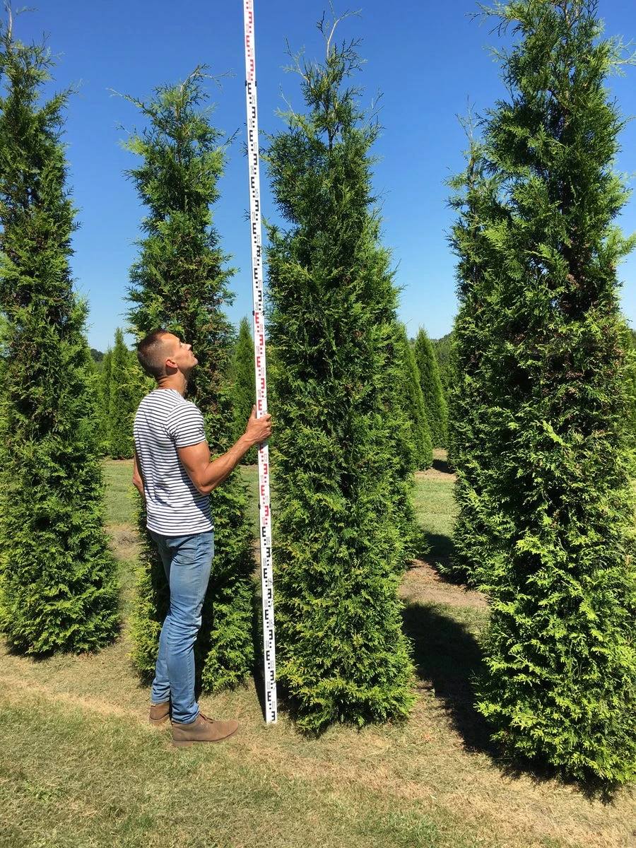 Grote Groene Haagconifeer (Thuja Occidentalis 'Brabant') 2 Grote Groene Haagconifeer (Thuja Occidentalis 'Brabant') - Afbeelding 2
