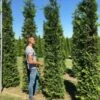 Grote Groene Haagconifeer (Thuja Occidentalis 'Brabant')