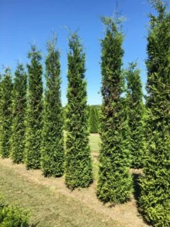 Grote Groene Haagconifeer (Thuja Occidentalis 'Brabant') 5 Grote Groene Haagconifeer (Thuja Occidentalis 'Brabant') -Exporteren Groei Planten Winkel thuja brabant 350400