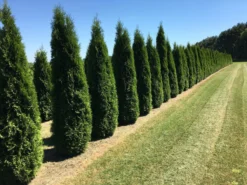 Grote Westerse Levensboom (Thuja Occidentalis 'Smaragd')