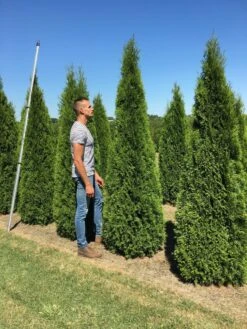 Exporteren Groei Planten Winkel -Exporteren Groei Planten Winkel thuja occ smaragd 200250 2