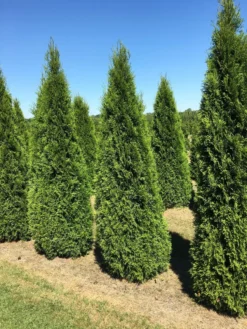 Grote Westerse Levensboom (Thuja Occidentalis 'Smaragd') -Exporteren Groei Planten Winkel thuja occ smaragd 200250 2 2