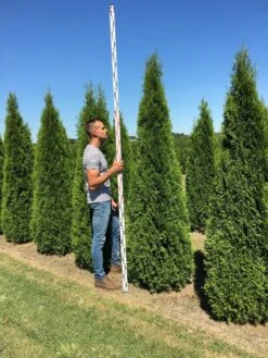 Grote Westerse Levensboom (Thuja Occidentalis 'Smaragd') -Exporteren Groei Planten Winkel thuja occ smaragd 250300