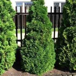 Levensboom (Thuja Occidentalis 'Holmstrup') -Exporteren Groei Planten Winkel thuja occidentalis holmstrup