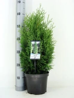 Exporteren Groei Planten Winkel -Exporteren Groei Planten Winkel thuja occidentalis holmstrup zomer c3 m