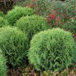 Levensboom (Thuja Occidentalis 'Little Giant') -Exporteren Groei Planten Winkel thuja occidentalis little giant