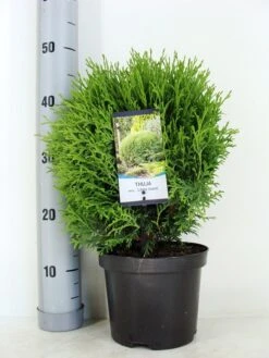 Exporteren Groei Planten Winkel -Exporteren Groei Planten Winkel thuja occidentalis little giant zomer c3 m