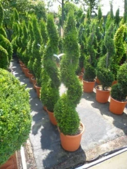 Conifeer Als Spiraal (Thuja Occidentalis 'Smaragd') -Exporteren Groei Planten Winkel thuja occidentalis smaragd spiraal 125 150 c20