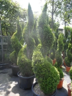 Conifeer Als Spiraal (Thuja Occidentalis 'Smaragd') -Exporteren Groei Planten Winkel thuja occidentalis smaragd spiraal 175 200 c50