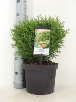 Thuja (Thuja Occidentalis 'Tiny Tim') -Exporteren Groei Planten Winkel thuja occidentalis tiny tim zomer c5 m
