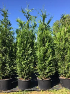 Grote Levensboom (Thuja Plicata 'Atrovirens') -Exporteren Groei Planten Winkel thuja pl. atrovirens h225250cm 1