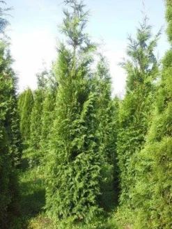 Levensboom (Thuja Plicata 'Atrovirens') -Exporteren Groei Planten Winkel thuja pl atrovirens 300