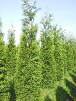 Levensboom (Thuja Plicata 'Atrovirens') -Exporteren Groei Planten Winkel thuja pl atrovirens 300 350 1 1