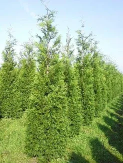 Levensboom (Thuja Plicata 'Martin') -Exporteren Groei Planten Winkel thuja pl martin 300 350 1