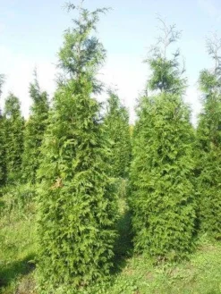 Levensboom (Thuja Plicata 'Martin') -Exporteren Groei Planten Winkel thuja pl martin 300 350 1