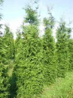 Levensboom (Thuja Plicata 'Martin') -Exporteren Groei Planten Winkel thuja pl martin 300 350 2 1