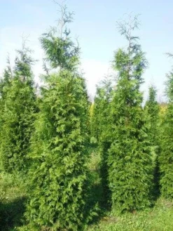 Levensboom (Thuja Plicata 'Martin') -Exporteren Groei Planten Winkel thuja pl martin 300 350 3 1