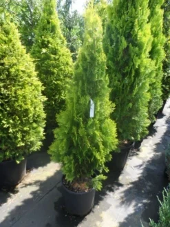 Levensboom (Thuja Orientalis 'Pyramidalis Aurea') -Exporteren Groei Planten Winkel thuja platycladus orientalis pyramidalis aurea 125 150