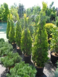 Levensboom (Thuja Orientalis 'Pyramidalis Aurea') -Exporteren Groei Planten Winkel thuja platycladus orientalis pyramidalis aurea 150 175