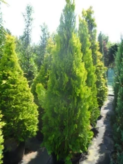 Levensboom (Thuja Orientalis 'Pyramidalis Aurea') -Exporteren Groei Planten Winkel thuja platycladus orientalis pyramidalis aurea 175 200 250