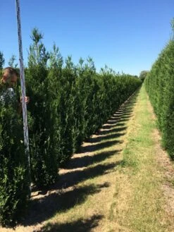 Grote Levensboom (Thuja Plicata 'Atrovirens') -Exporteren Groei Planten Winkel thuja plic atrovirens 200250