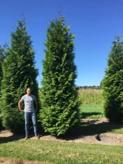 Grote Levensboom (Thuja Plicata 'Atrovirens') -Exporteren Groei Planten Winkel thuja plic atrovirens 600700 1