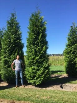 Grote Levensboom (Thuja Plicata 'Atrovirens') -Exporteren Groei Planten Winkel thuja plic atrovirens 600700