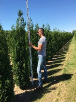 Exporteren Groei Planten Winkel -Exporteren Groei Planten Winkel thuja plic atrovirnes 250300 2