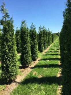 Grote Haagconifeer (Thuja Plicata 'Excelsa') -Exporteren Groei Planten Winkel thuja plic excelsa