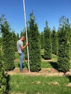 Grote Haagconifeer (Thuja Plicata 'Excelsa') -Exporteren Groei Planten Winkel thuja plic excelsa 250300 3 2