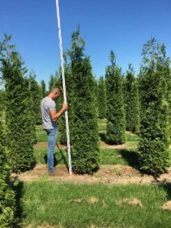 Grote Haagconifeer (Thuja Plicata 'Excelsa') -Exporteren Groei Planten Winkel thuja plic excelsa 250300 3