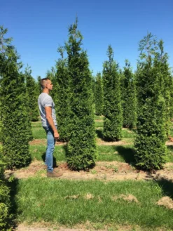 Grote Haagconifeer (Thuja Plicata 'Excelsa') -Exporteren Groei Planten Winkel thuja plic excelsa 300350 1