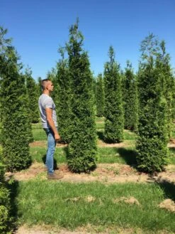 Grote Haagconifeer (Thuja Plicata 'Excelsa') -Exporteren Groei Planten Winkel thuja plic excelsa 300350