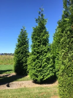 Grote Haagconifeer (Thuja Plicata 'Excelsa') -Exporteren Groei Planten Winkel thuja plic excelsa 400450 1