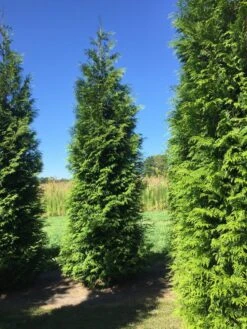 Grote Haagconifeer (Thuja Plicata 'Excelsa') -Exporteren Groei Planten Winkel thuja plic excelsa 400450 2